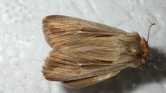 Leucania comma