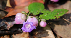 Strobilanthes heyneana