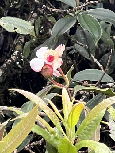 Blakea quadrangularis, photograph 6