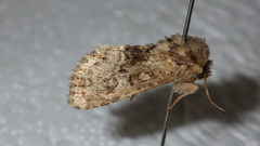 Clemathada calberlai