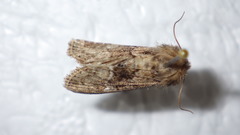 Clemathada calberlai