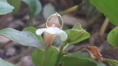 Torenia polygonoides