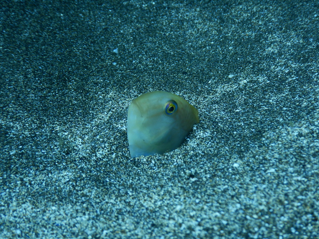 Sand Greenfish