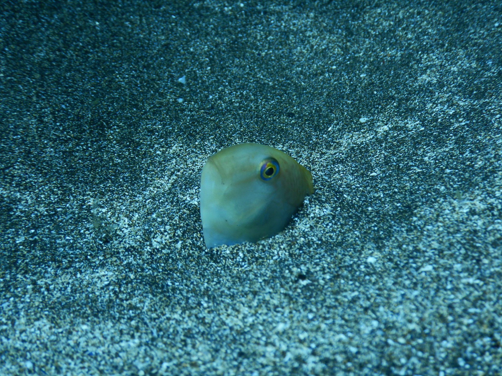 Sand Greenfish photo 3