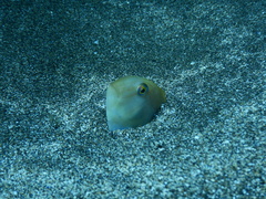 Sand Greenfish photo 1
