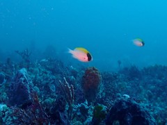 Chromis klunzingeri