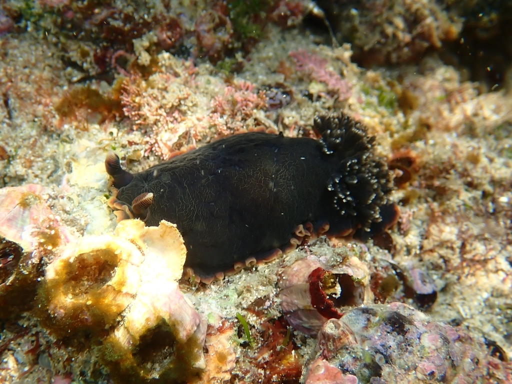 Bushy-gilled Sucking Dorid