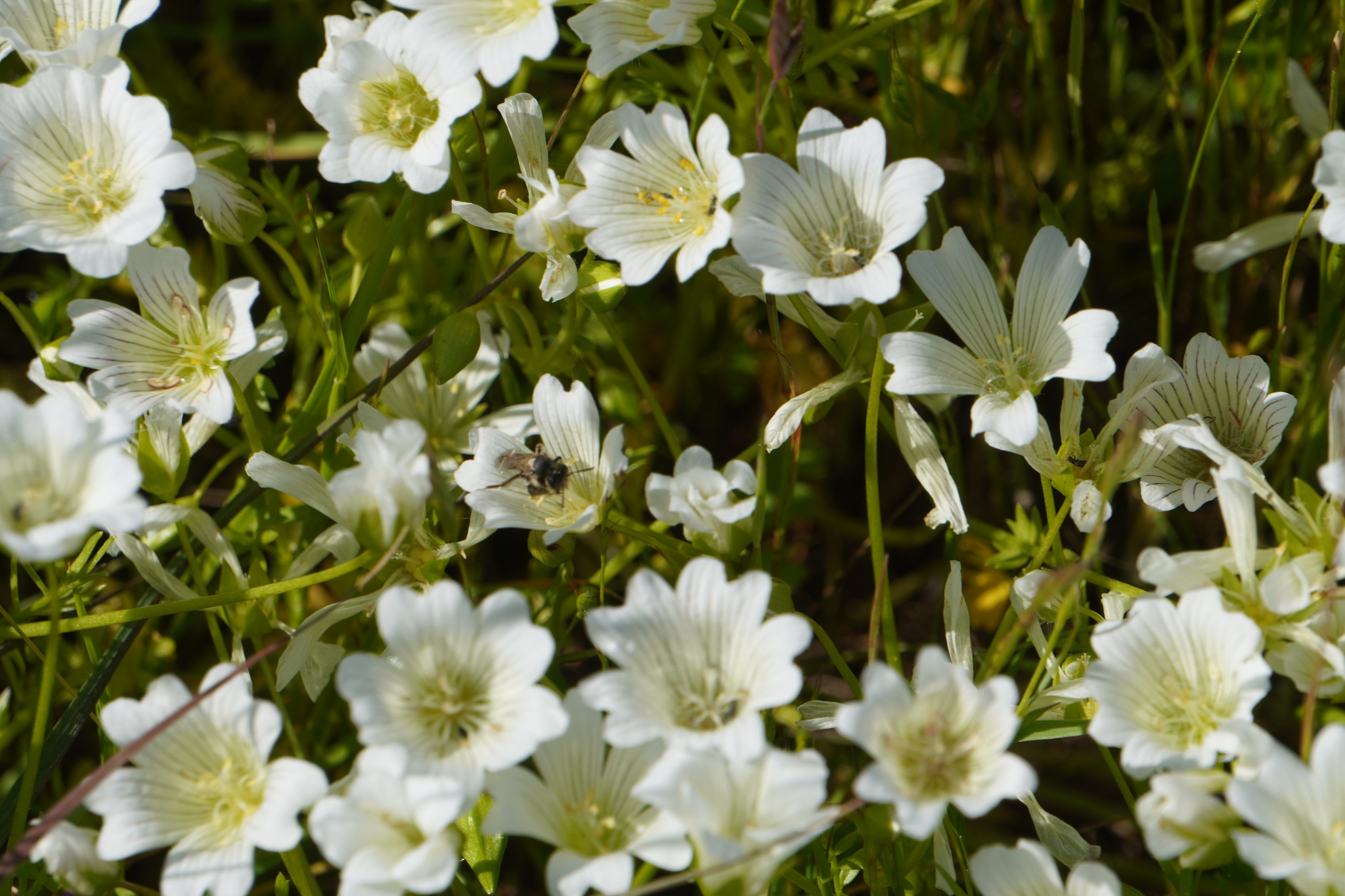 Imagem de Meadowfoam