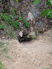 Gopherus polyphemus