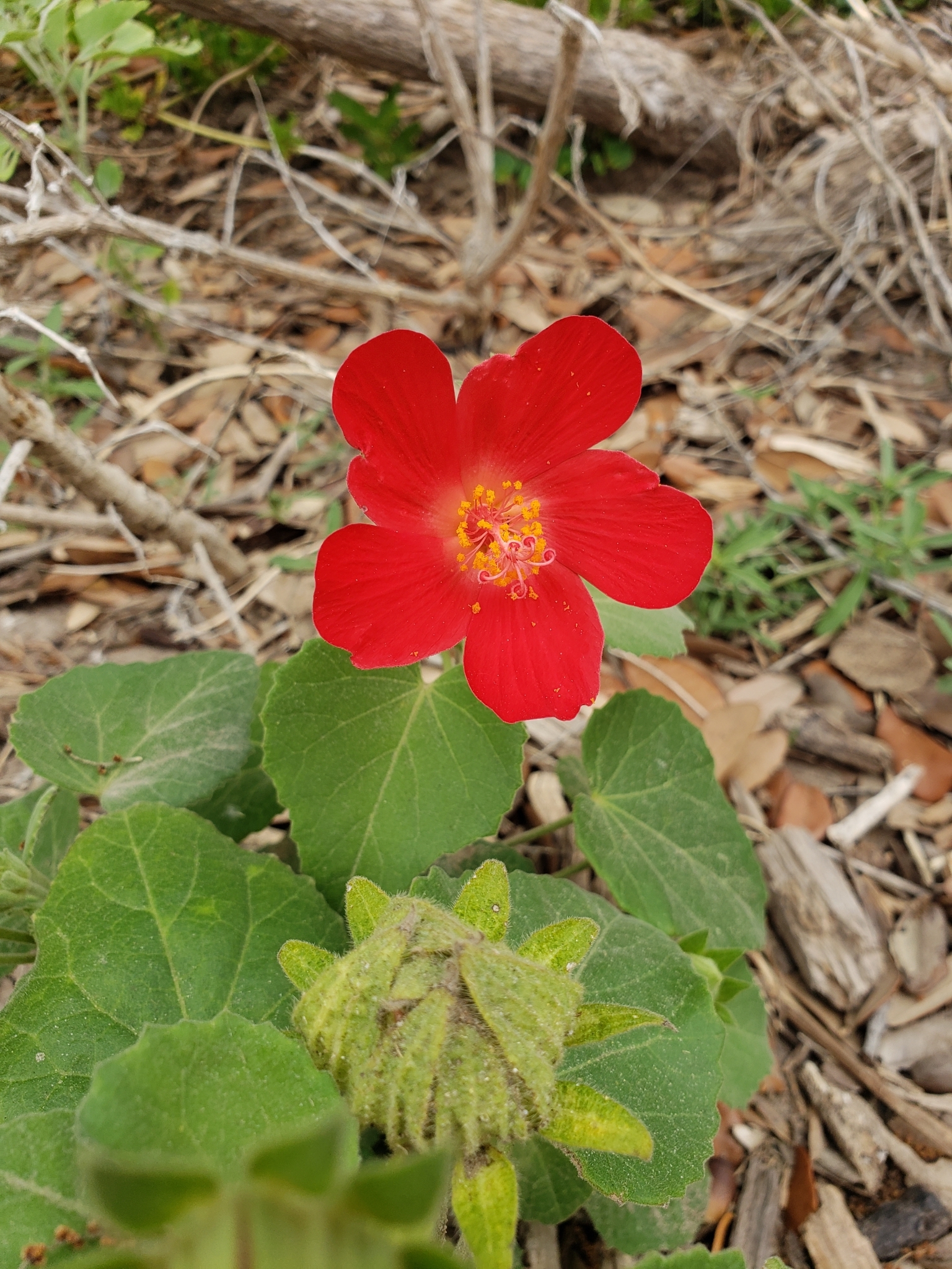 Imagem de Hibisco-da-praia