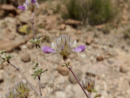 Image of Dalea pulchra by (c) Sue Carnahan, some rights reserved (CC BY)
