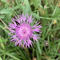 Centaurea