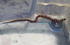 Lampropeltis elapsoides