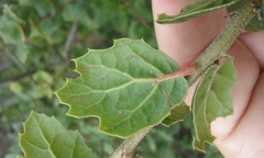 Quercus agrifolia agrifolia
