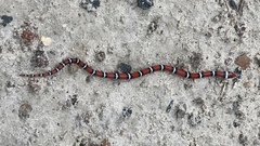Lampropeltis elapsoides