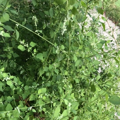 Chenopodium album