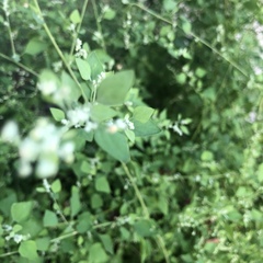 Chenopodium album