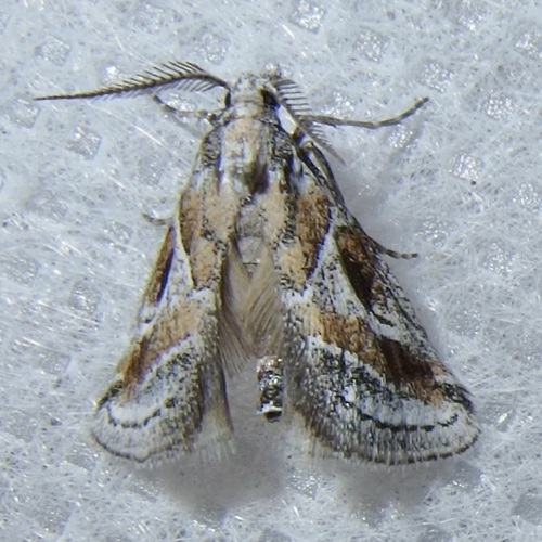 Decaturia pectinalis photo 4