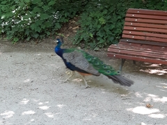 Pavo cristatus