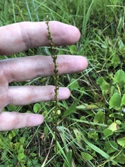 Plantago sparsiflora