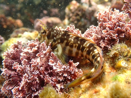 Entomacrodus lighti