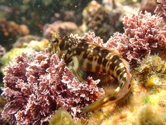 Entomacrodus lighti