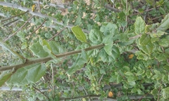 Quercus agrifolia agrifolia