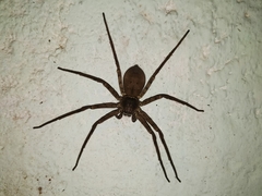 Heteropoda venatoria