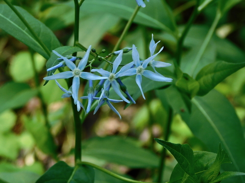 Amsonia tabernaemontana