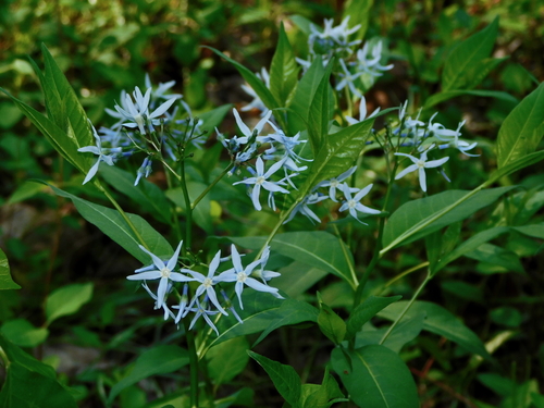 Amsonia tabernaemontana