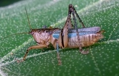 Eschatoceras spinifrons