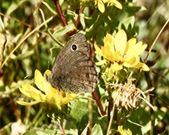 Cercyonis oetus