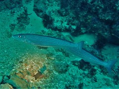 Sillaginodes punctatus