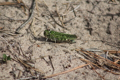 Angaracris barabensis