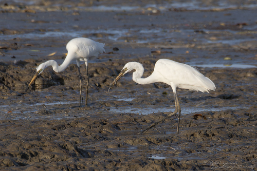 Eastern Great Egret