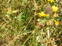Cercyonis oetus
