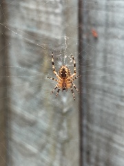 Araneus diadematus