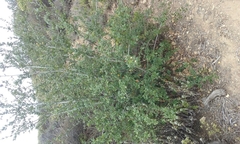 Quercus agrifolia agrifolia