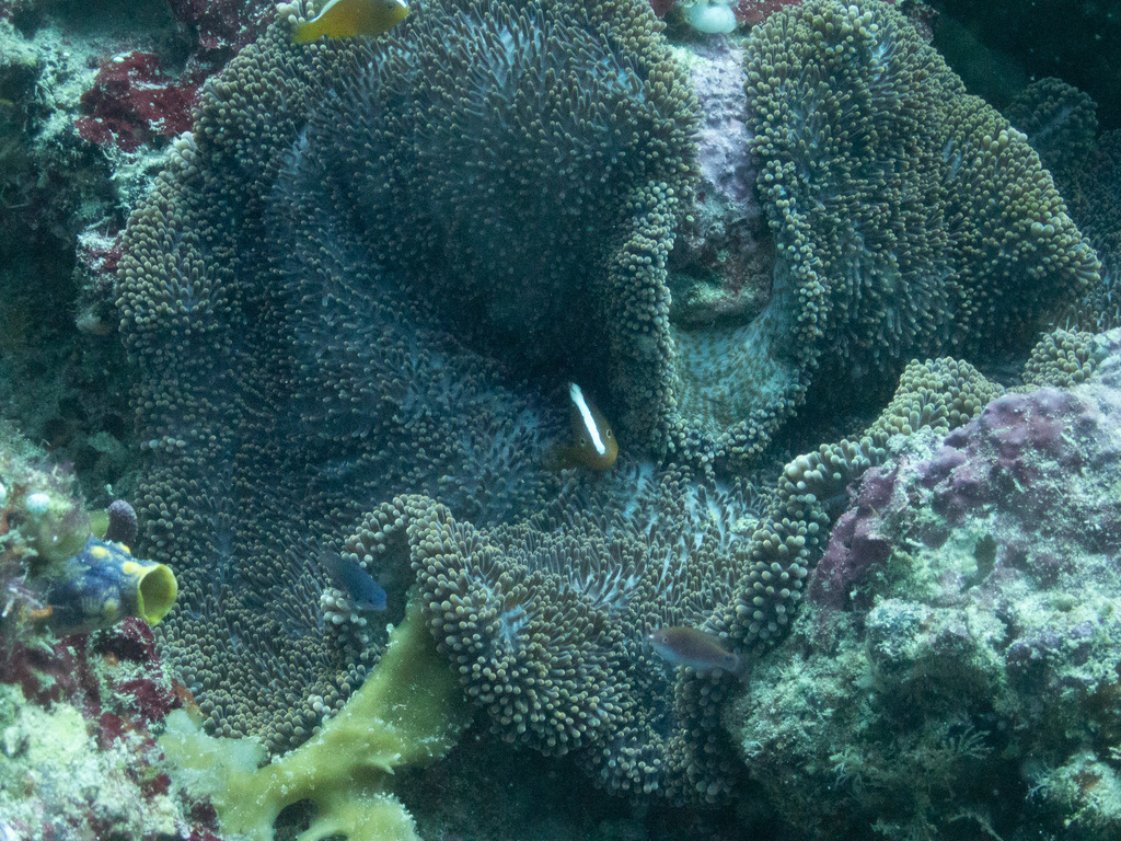 Eastern Skunk Anemonefish