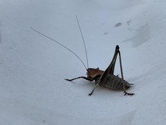 Thyreonotus
