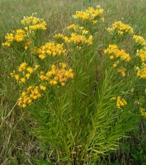 Galatella biflora