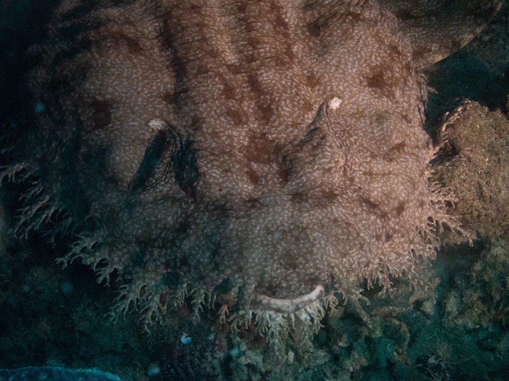 Close head-on view of a tasselled wobbegong with a fringe of skin flaps around its face