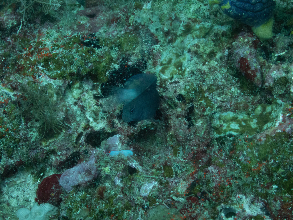 Black Comb-tooth