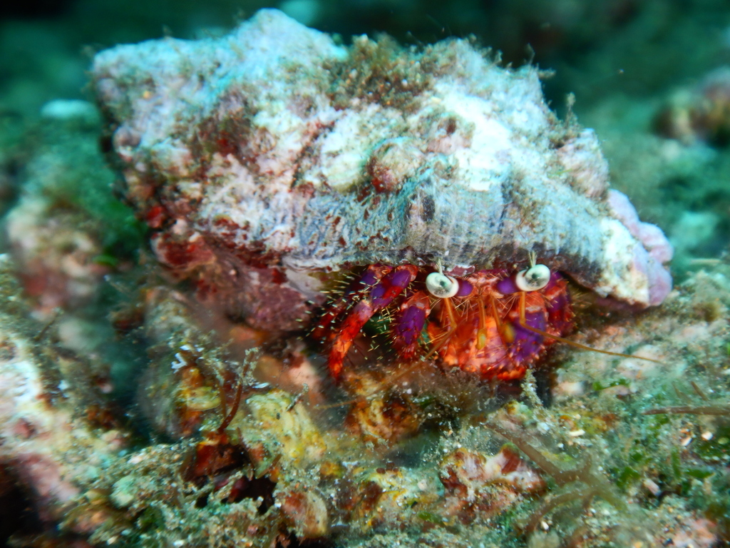 Dardanus imperator