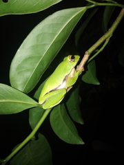 Zhangixalus prasinatus