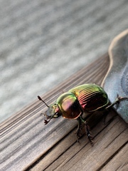 Phelotrupes auratus