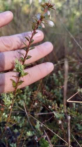 Image of Vaccinium darrowii by (c) Athena Philips, some rights reserved (CC BY)