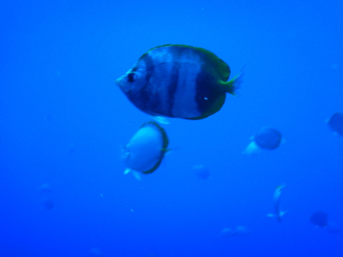 St. Helena butterflyfish (Chaetodon sanctaehelenae) — Chaetodontidae — 4