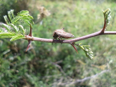 Umbonia