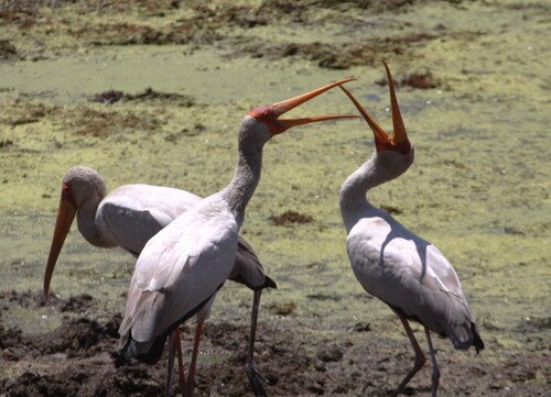 Tántalo africano (Mycteria ibis)